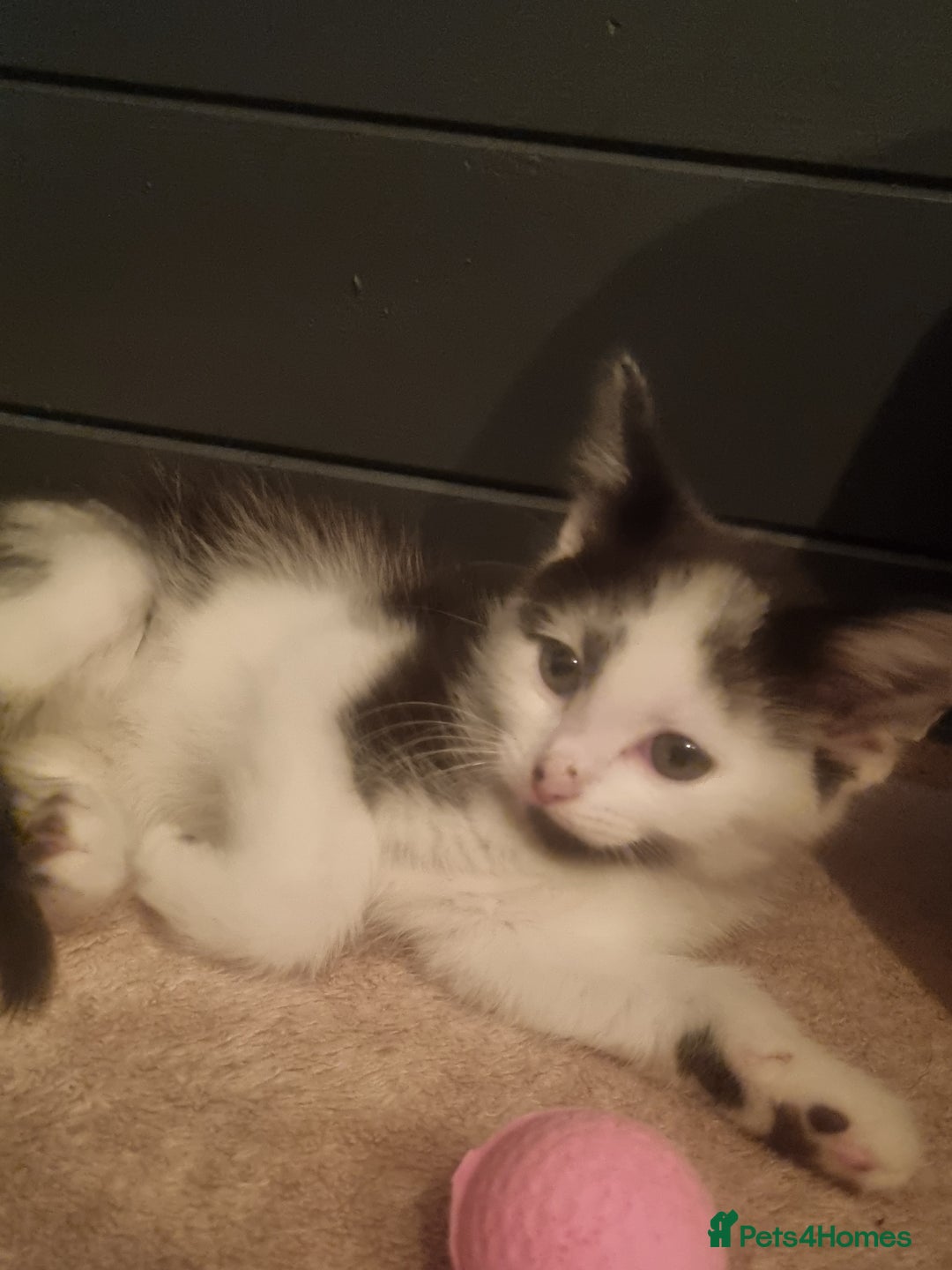 Mixed Breed cats for sale: Beautiful black and white kittens  - Image 5