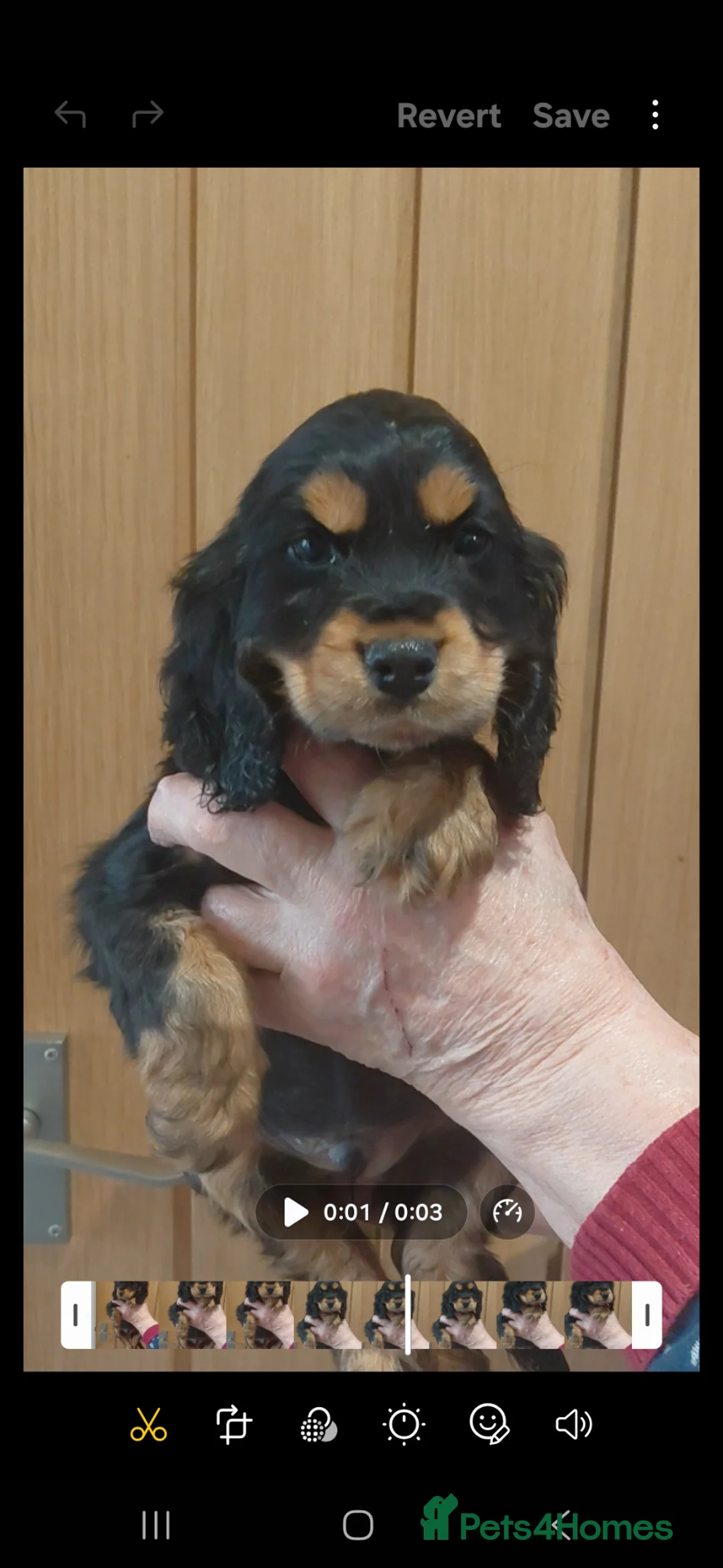 Cocker Spaniel dogs for sale: Show Spaniels from fully health tested parents - Advert 12
