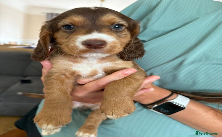 Cocker Spaniel dogs - Advert 1