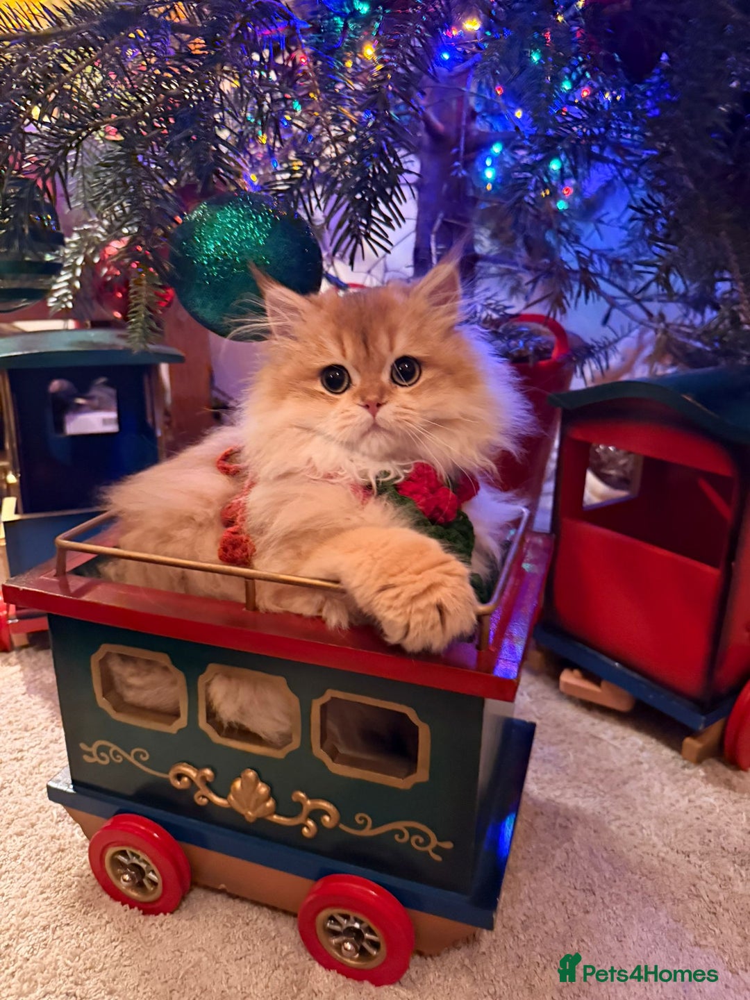 British Shorthair cats for sale: Last boy - superb pedigree and clear genetic tests - Advert 14