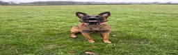 Belgian Shepherd Dog dogs for sale: Belgian malinois female - Advert 3
