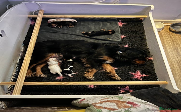 Cavalier King Charles Spaniel dogs - Advert 13