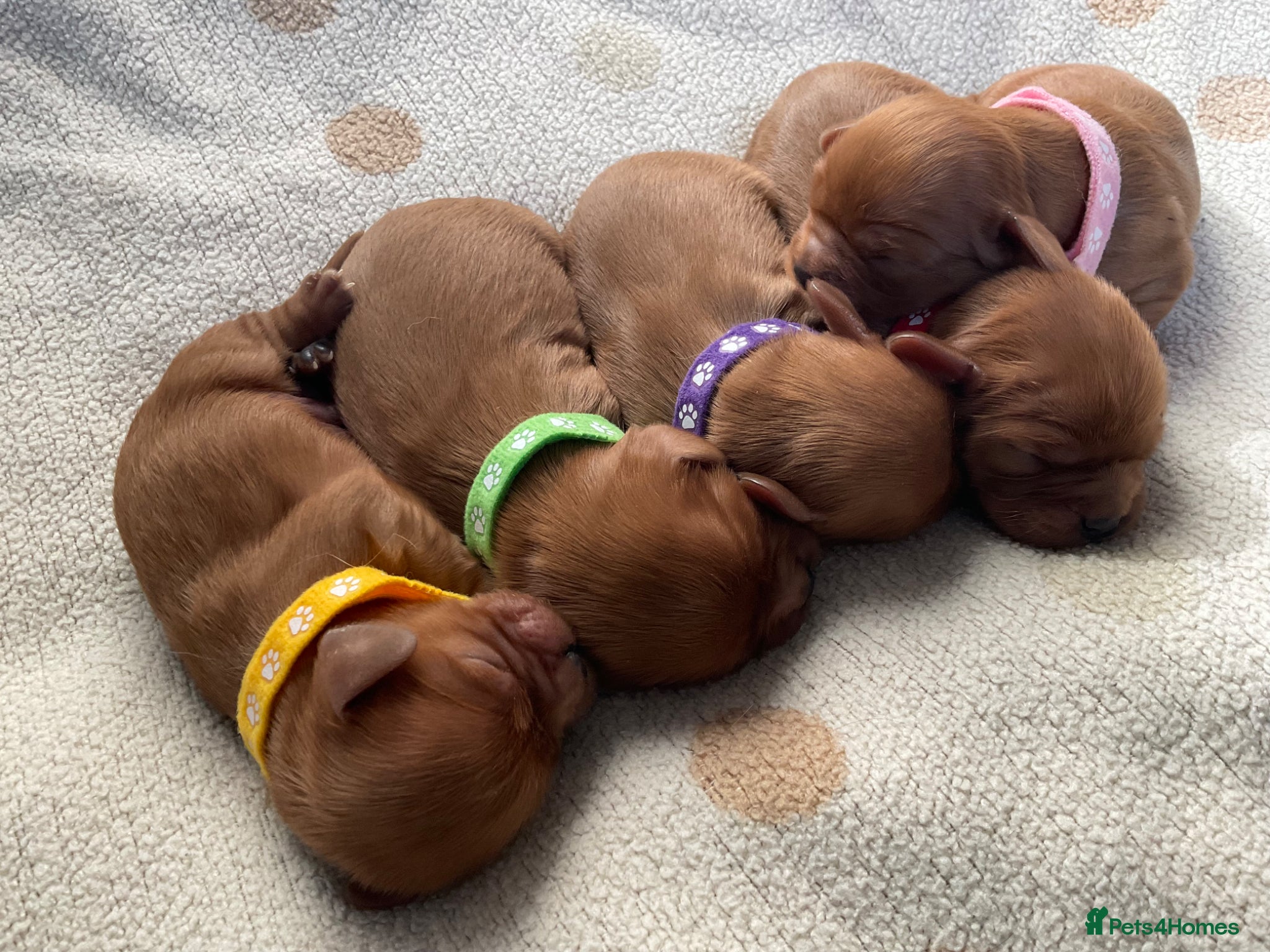 Cavalier King Charles Spaniel dogs Ruby Cavalier King Charles Spaniels Puppy’s  - Advert 1