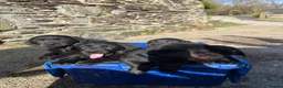 Labrador Retriever dogs for sale: Gorgeous Black Lab Pups ready for new home!  - Advert 5