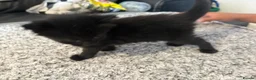 Mixed Breed cats for sale: Balinese X British short hair Black fluffy kittens - Advert 23