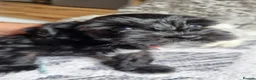 Miniature Schnauzer dogs for sale: Miniature Schnauzer KC reg 1 black girl available - Advert 1