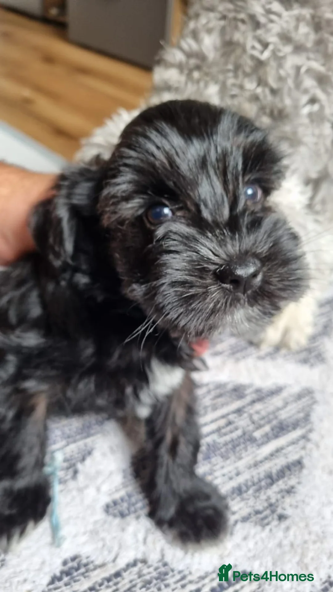 Miniature Schnauzer dogs for sale: Miniature Schnauzer KC reg 1 black girl available - Advert 1