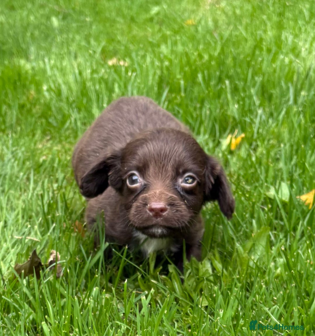 Sprocker dogs for sale: Beautiful Sprocker pups - Image 4