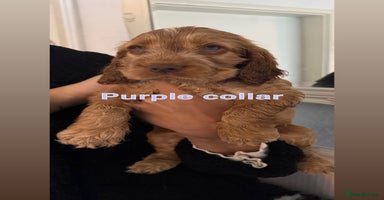 Cocker Spaniel dogs - Advert 9