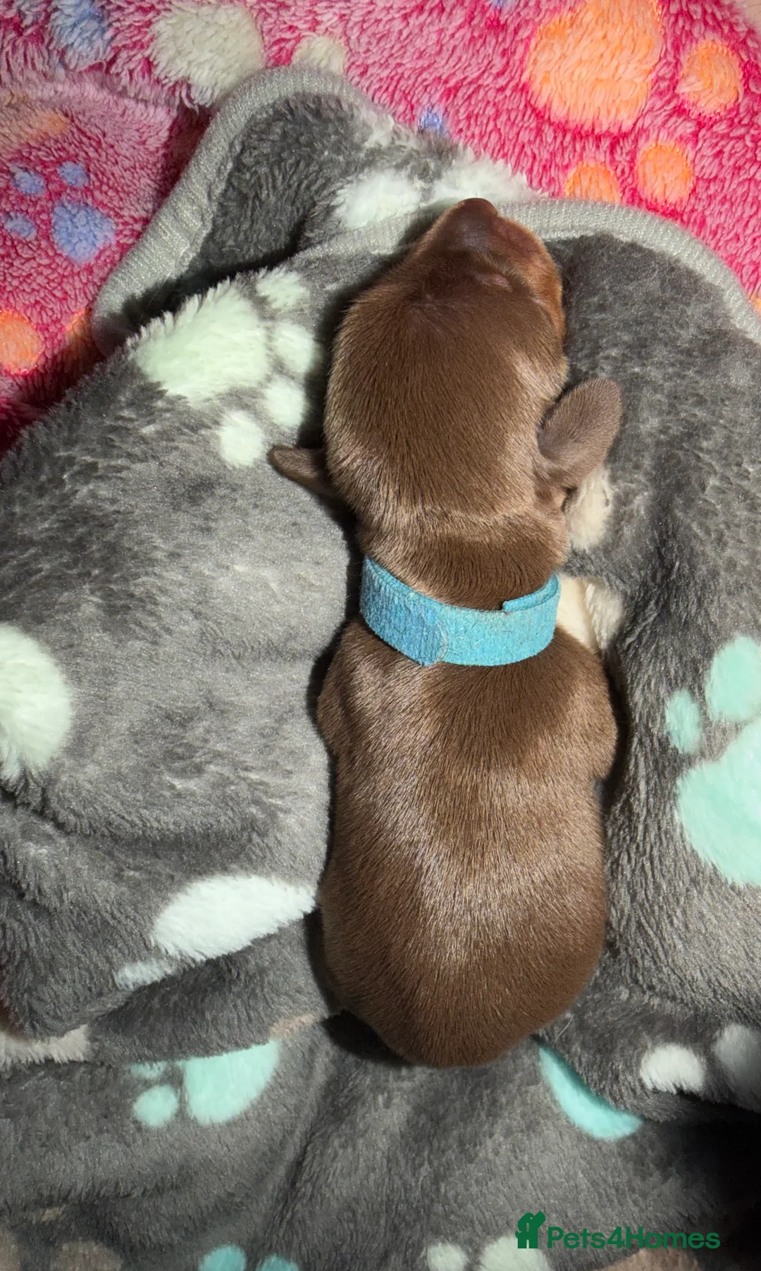 Miniature Dachshund dogs for sale: Miniature dachshund pups - Advert 9