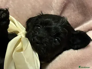 Chipoo dogs Beautifully brave tiny rare chipoos - Advert 9