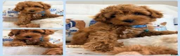 Maltipoo dogs for sale: 💖BEAUTIFUL LICENSED-BRED MALTIPOO💖 in Virginia Water - Advert 5