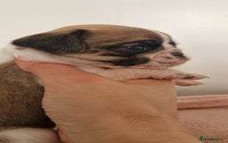 Mixed Breed dogs for sale: Beautiful 2nd generation pugalier pug babys  - Image 9