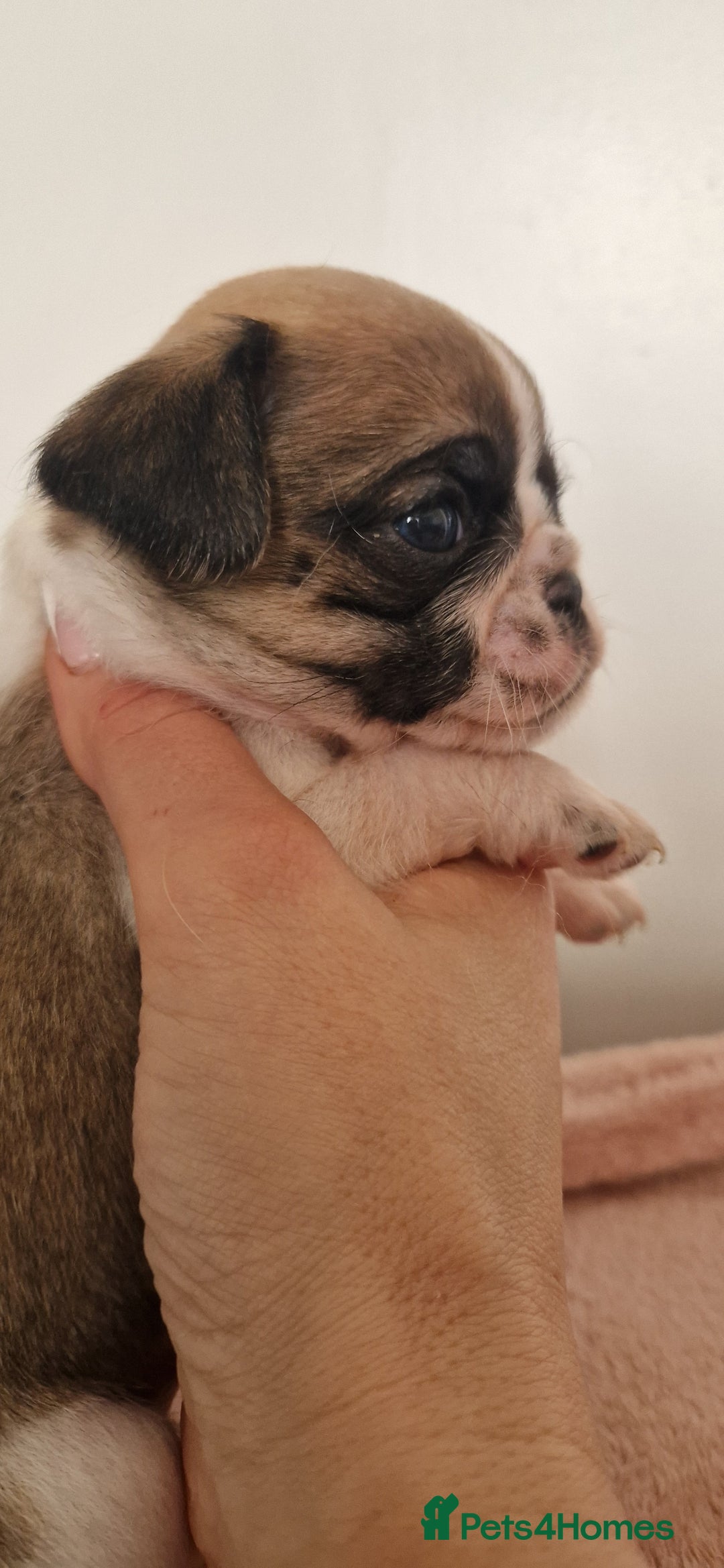 Mixed Breed dogs for sale: Beautiful 2nd generation pugalier pug babys  - Image 9