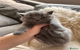 British Shorthair cats for sale: British Shorthair Kittens - Image 2