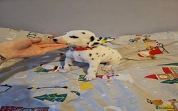 Dalmatian dogs for sale: 4 KC Dalmatian puppy boys Left - Image 34