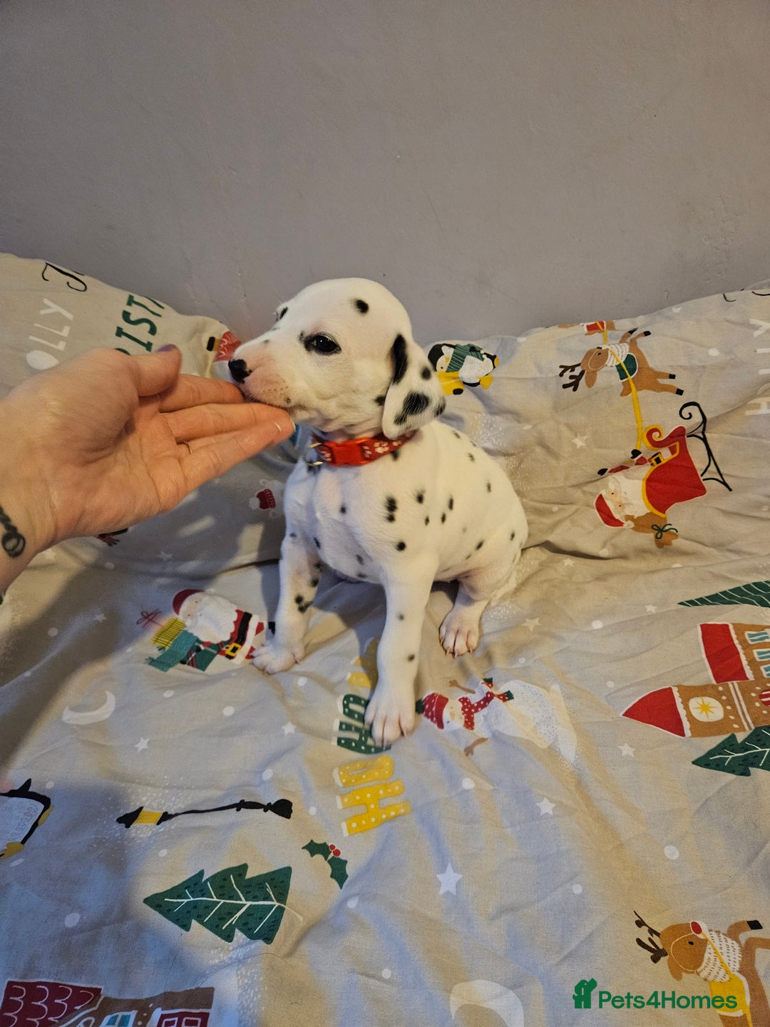 Dalmatian dogs for sale: 4 KC Dalmatian puppy boys Left - Image 34