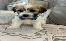 Mixed Breed dogs for sale: La Chon Puppies!  - Image 19