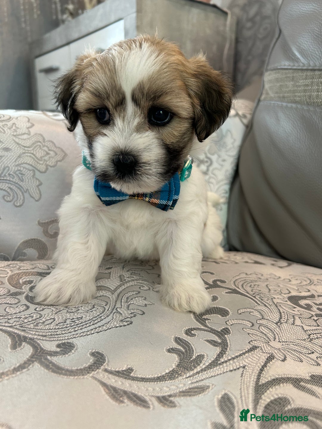 Mixed Breed dogs for sale: La Chon Puppies!  - Image 19