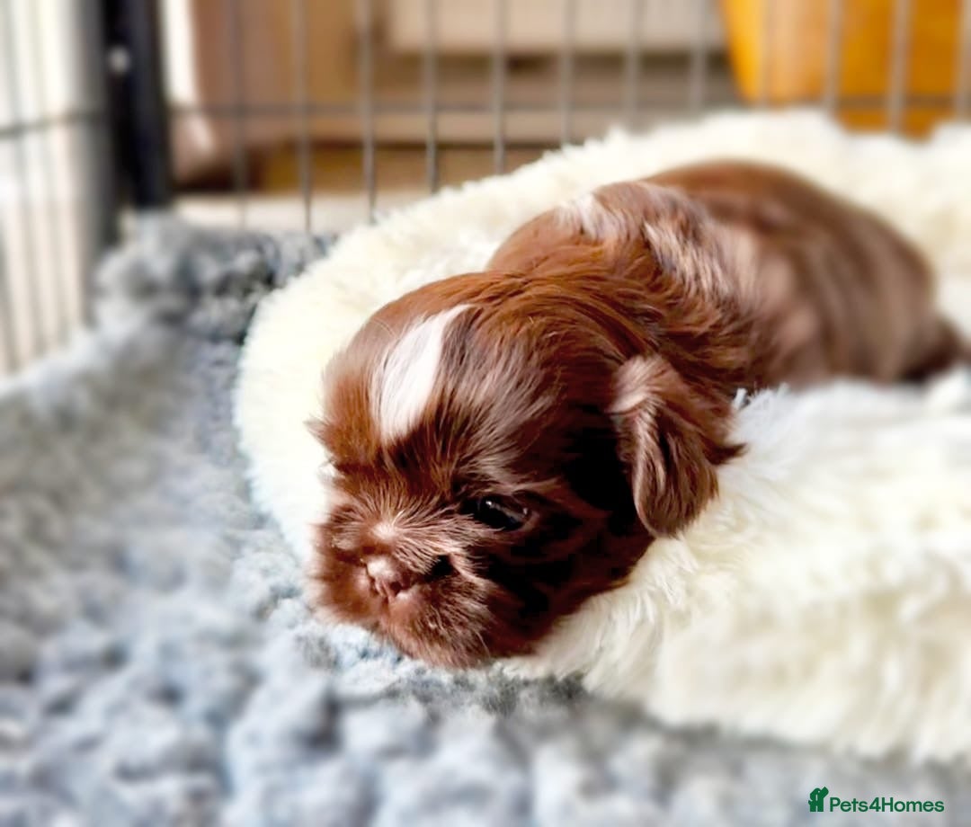 Shih Tzu dogs for sale: Exceptional Shih Tzu Pups Raised in a Family Home - Advert 1