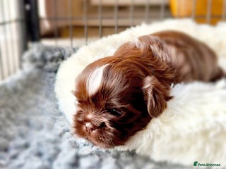 Shih Tzu dogs Exceptional Shih Tzu Pups Raised in a Family Home - Advert 1