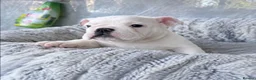 English Bulldog dogs for sale: LAST LITTLE GIRL AVAILABLE - READY NOW - Advert 8