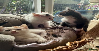 Mixed Breed cats - Advert 16