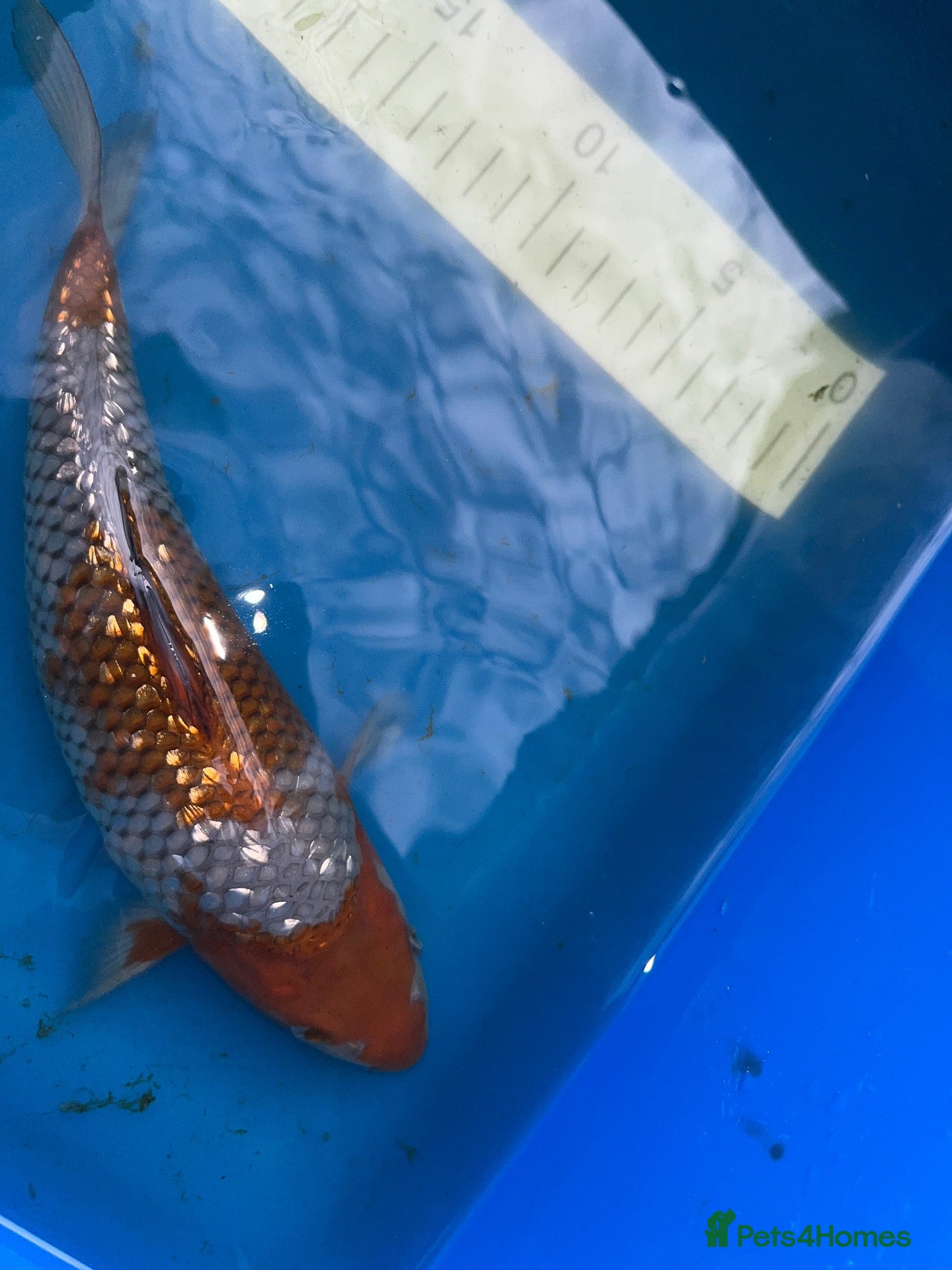 Koi Carp fish High quality Japanese koi for sale  - Advert 11