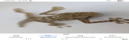 Gecko reptiles for sale: Fan footed female  - Advert 3