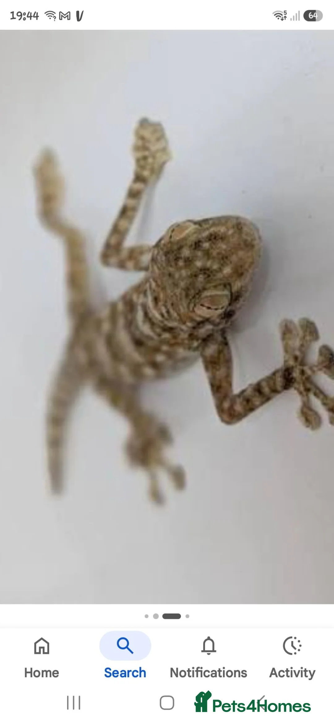 Gecko reptiles for sale: Fan footed female  - Advert 3
