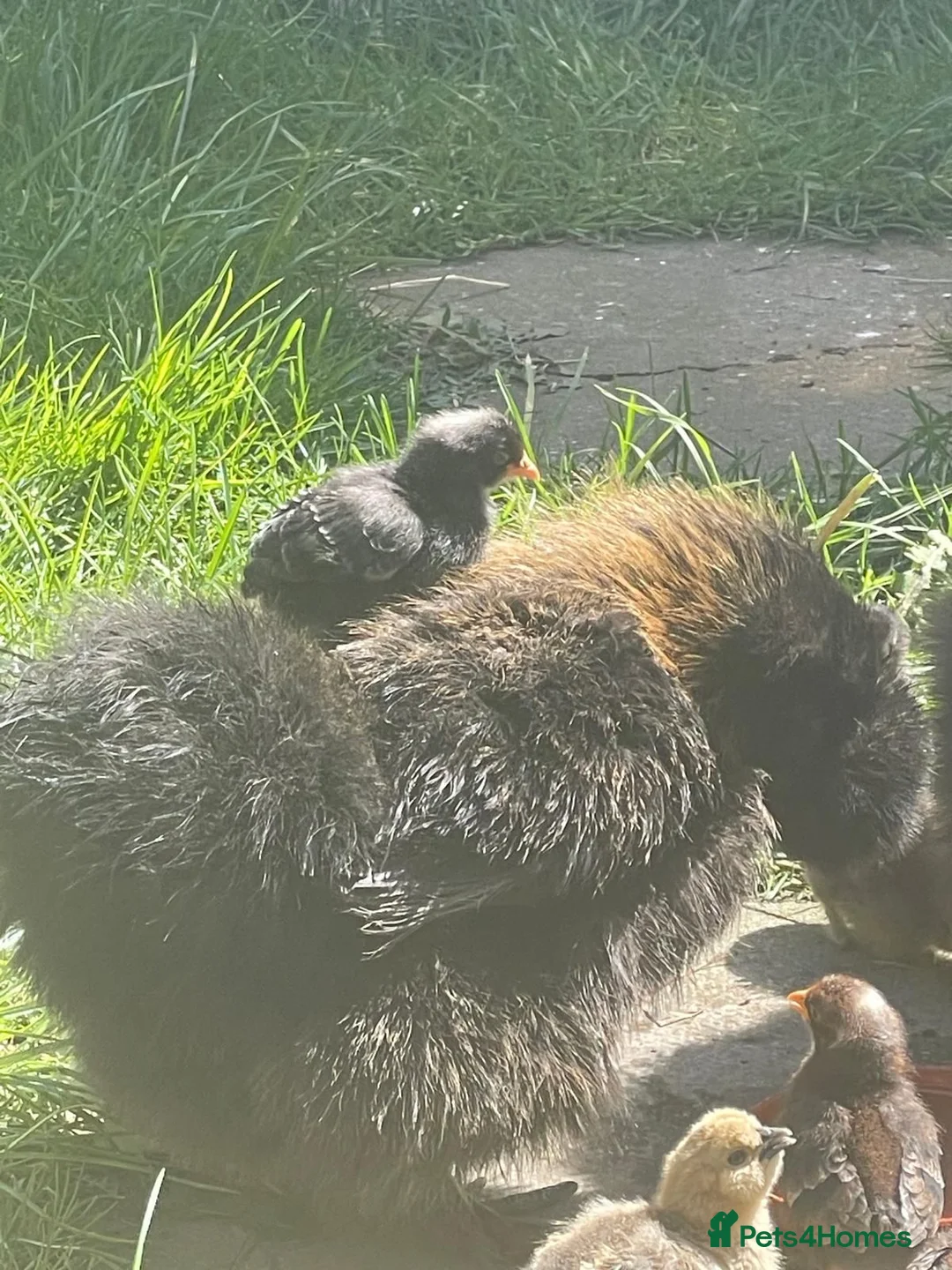 Chickens poultry for sale: *BABY CHICKS FOR SALE!* - Advert 8