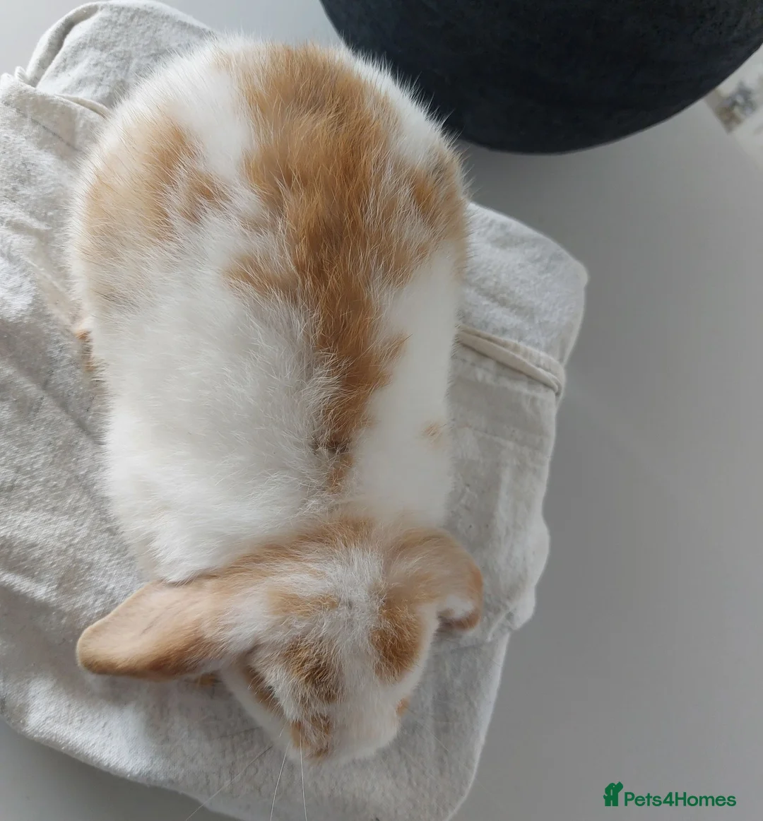 Mini Lop rabbits for sale: Baby Mini Lop Rabbits - Advert 11