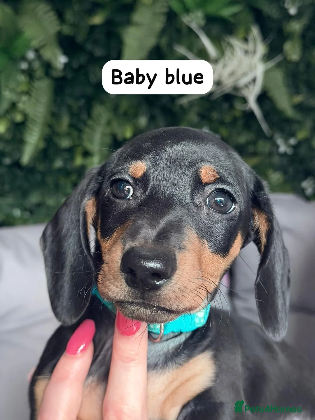 Miniature Dachshund dogs for sale: Miniature dachshund  in Stafford - Advert 1