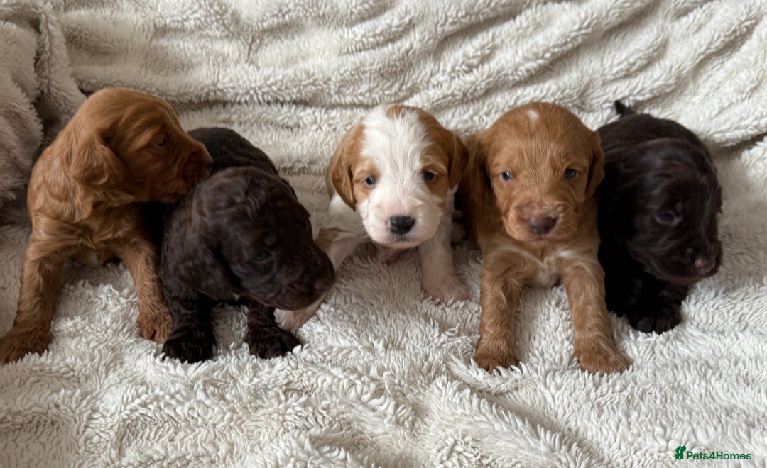 Cockapoo dogs for sale: 🐾Beautiful F2 cockapoos  🐾 - Image 24