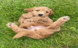 Australian Labradoodle dogs for sale: Australian Labradoodle puppies  - Image 4