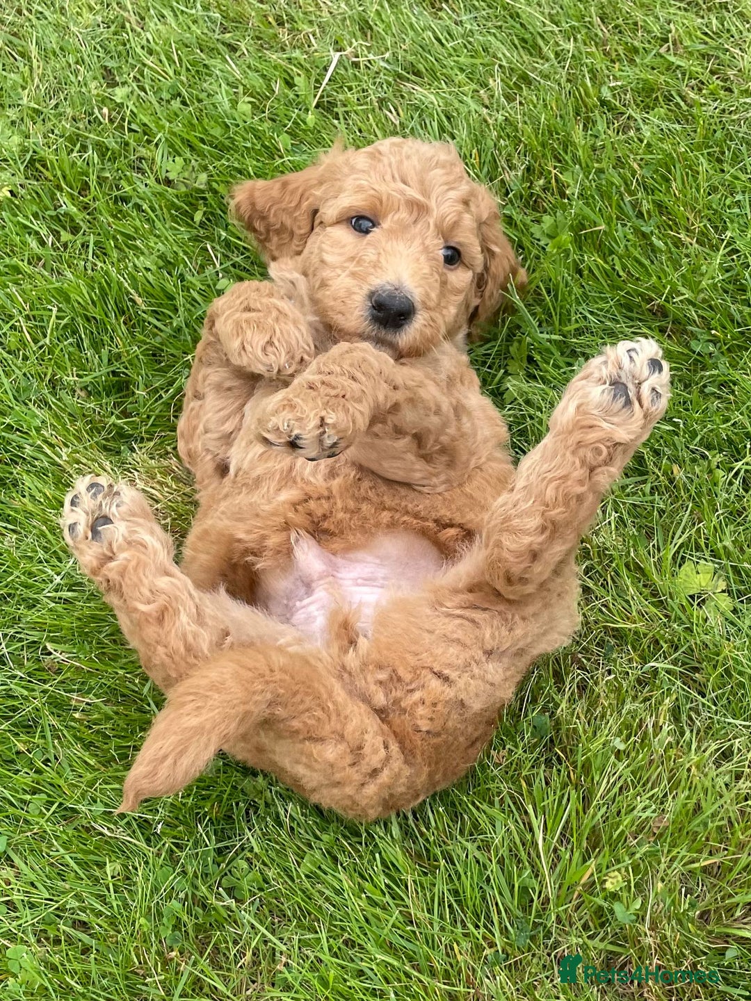 Australian Labradoodle dogs for sale: Australian Labradoodle puppies  - Image 4