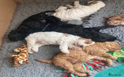 Cavapoo dogs for sale: 14 week old male Cavapoo puppy - Image 13