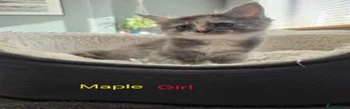 Maine Coon 12