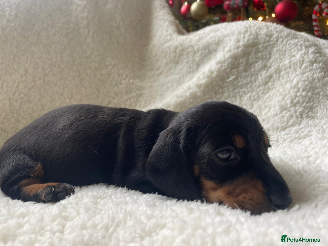 Miniature Dachshund dogs for sale: 🐾❤️ KC Reg Smooth Haired Miniature Dachshunds  - Advert 21