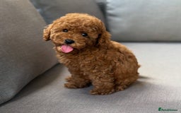 Maltipoo dogs for sale: Beautiful Maltipoo Toy Puppies - Image 8