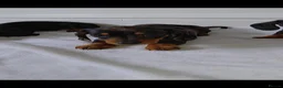 Miniature Dachshund dogs for sale: miniature dachshund - Advert 7