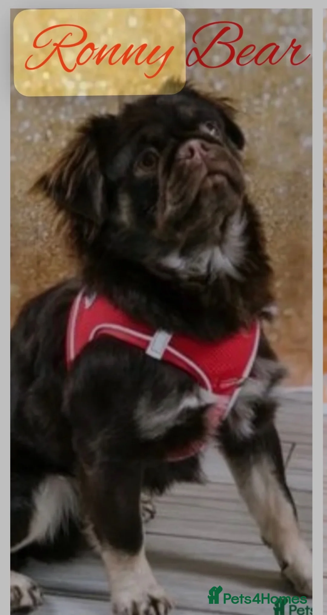 Pug dogs for stud: Ronny bear 🐻 chocolate fluffy pug - Advert 2