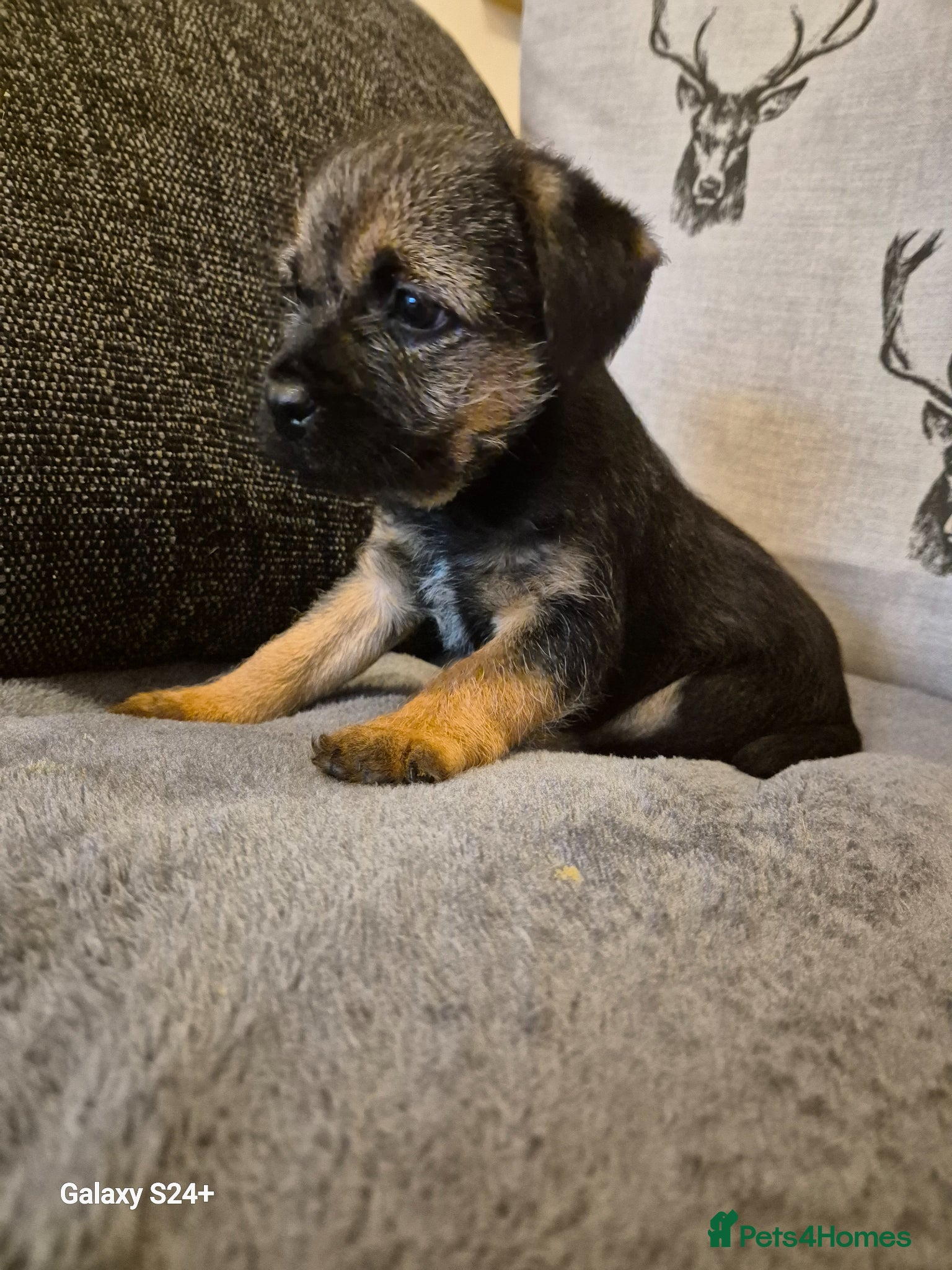 Border Terrier dogs Stunning border terrier puppys  - Advert 20