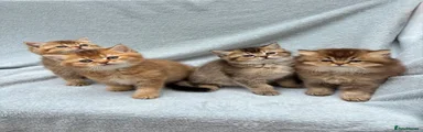 British longhair chocolate golden 