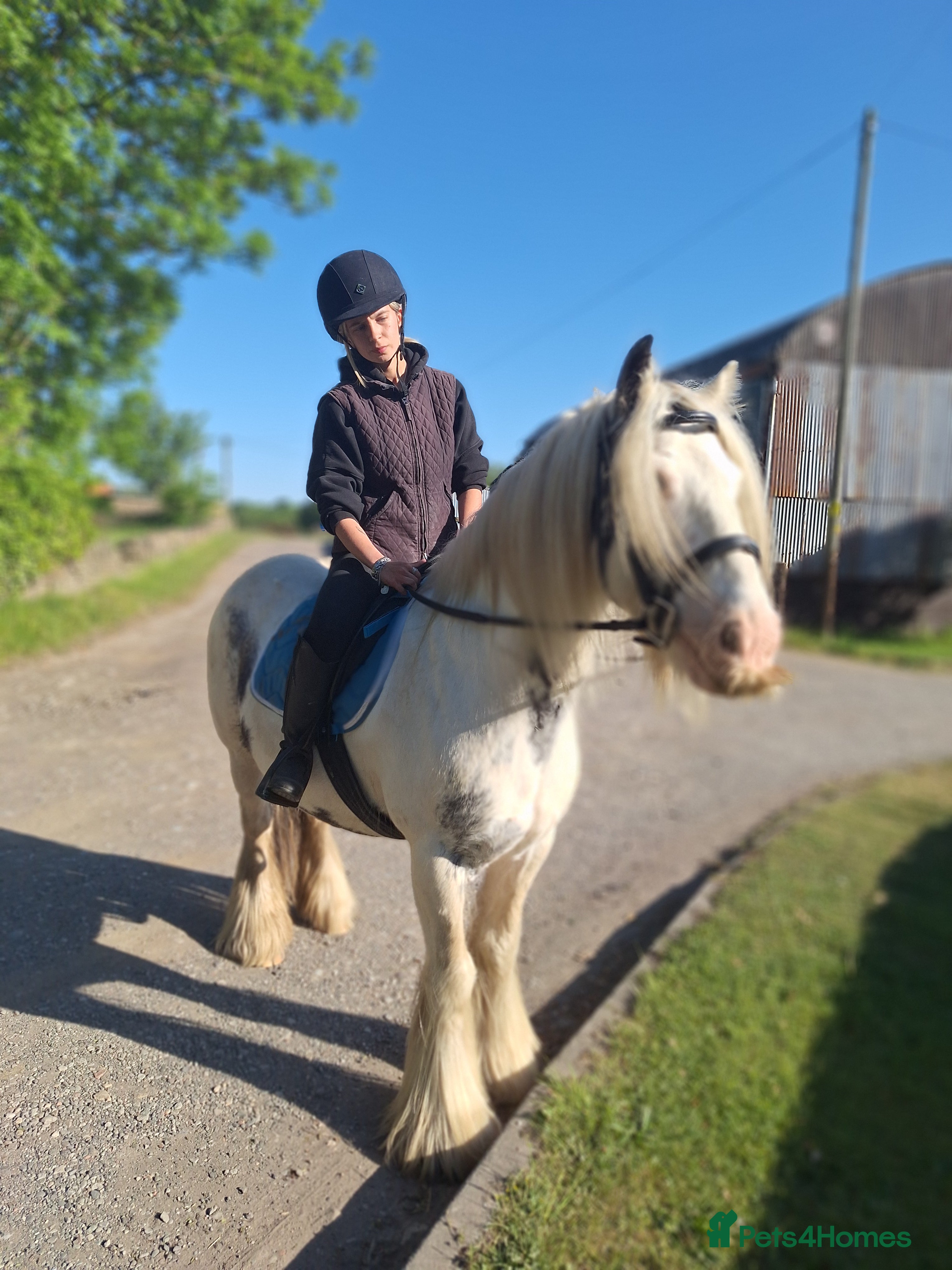 Irish Cob horses 13.3 cob Gelding in Barnsley - Advert 4