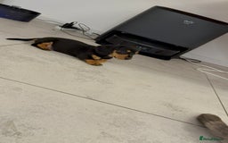 Miniature Dachshund dogs for sale: Miniature Dachshund Puppy  - Advert 3