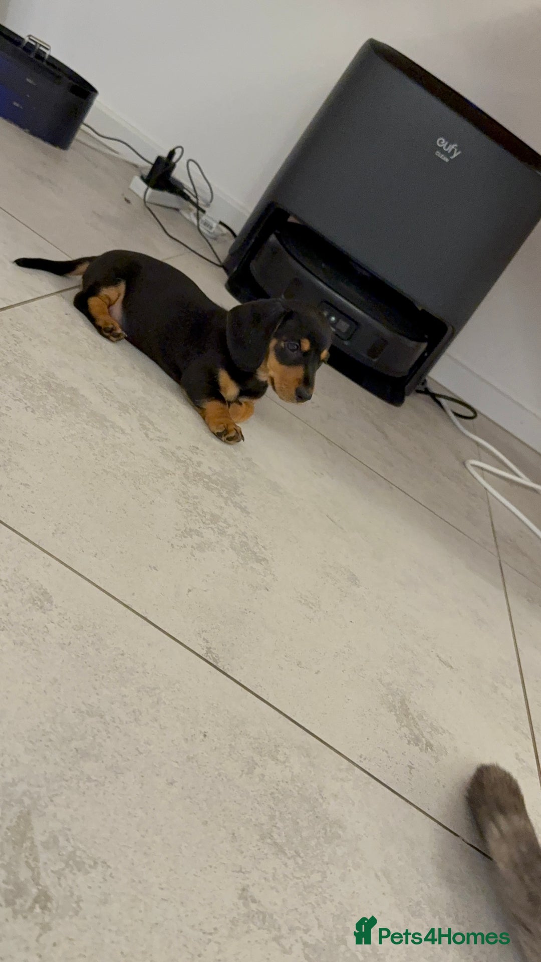 Miniature Dachshund dogs for sale: Miniature Dachshund Puppy  - Advert 3