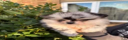 Pomeranian dogs for sale: Rare Blue eye Merle, husky type Black pomeranians  - Advert 18