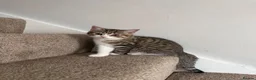 British Shorthair cats for sale: Female Kittens - Delivery available  - Advert 6