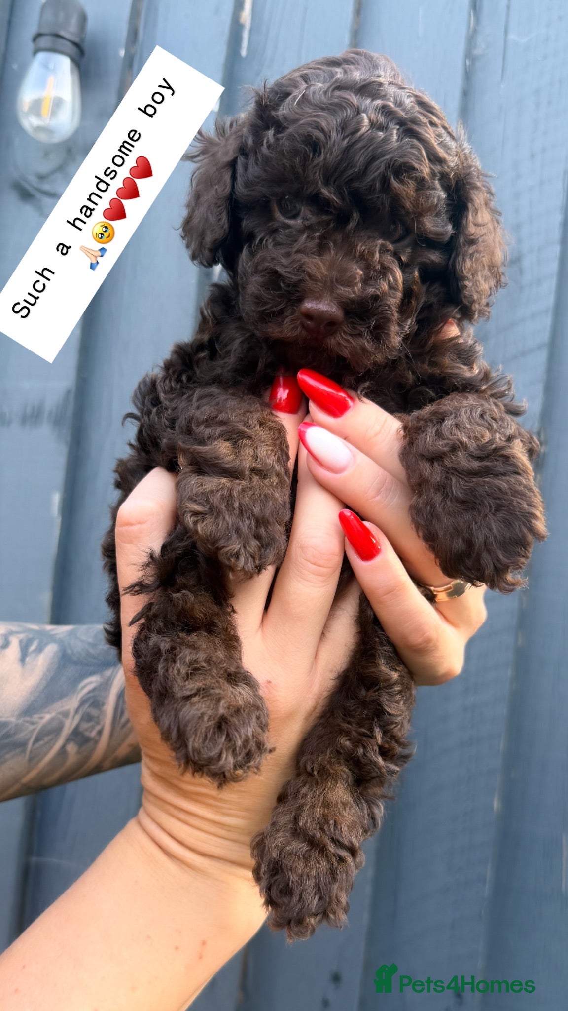 Toy Poodle dogs Last  Handsome boy Available 🦋 - Advert 2